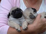 ADULTE ET CHIEN 536